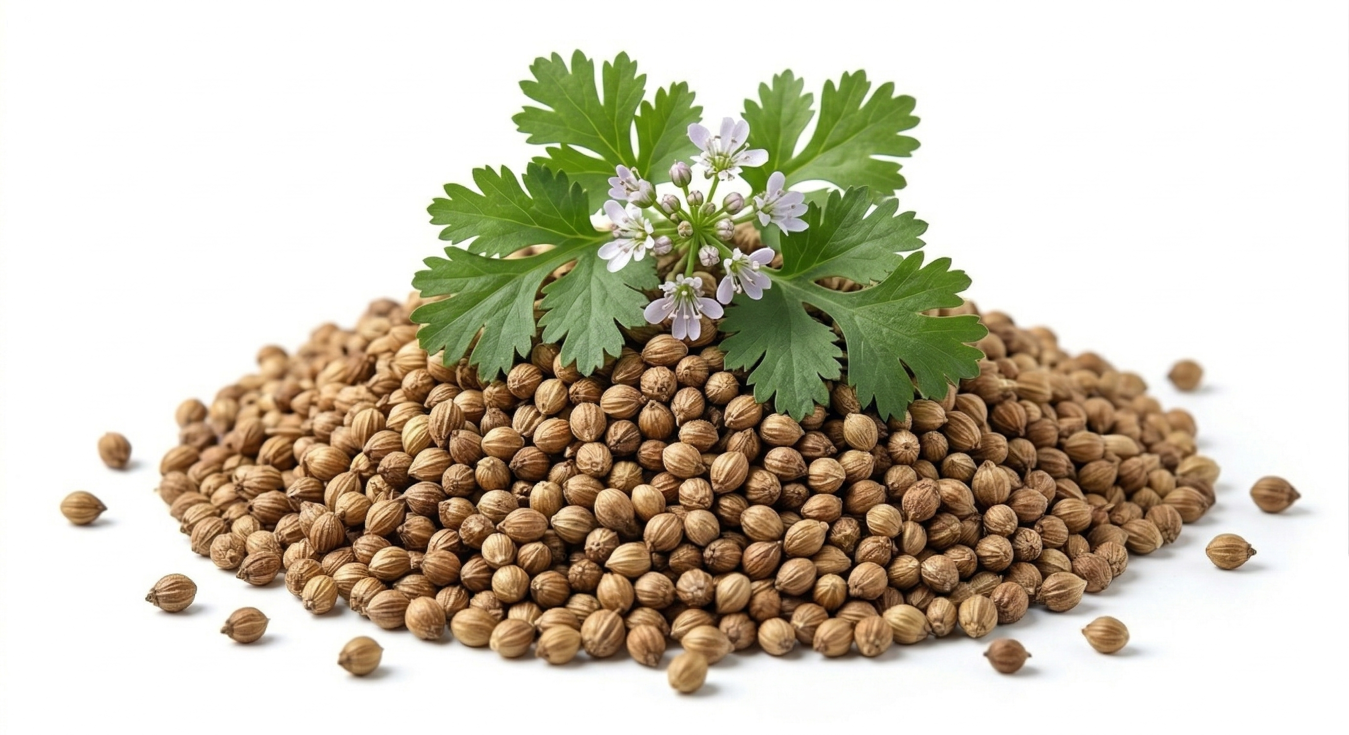 Kolendra ziarno 300g